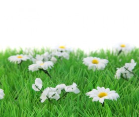 Wildflower meadow Stock Photo 02