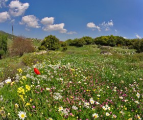 Wildflower meadow Stock Photo 03