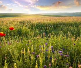 Wildflower meadow Stock Photo 04