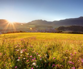 Wildflower meadow Stock Photo 06