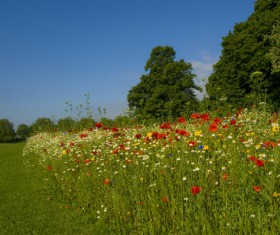 Wildflower meadow Stock Photo 07