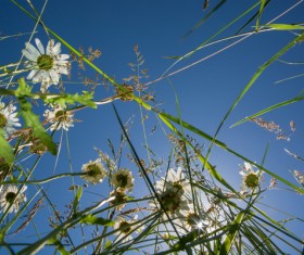 Wildflower meadow Stock Photo 08