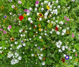 Wildflower meadow Stock Photo 09