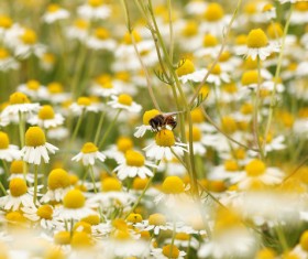 Wildflower meadow Stock Photo 11