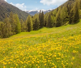 Wildflower meadow Stock Photo 13