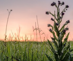 Wildflower meadow Stock Photo 14