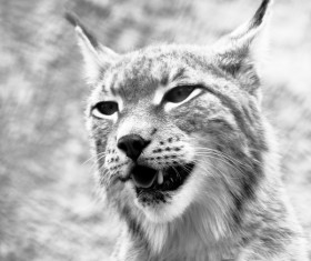 Wildlife black and white photo Stock Photo