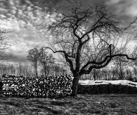 Winter trees landscape black and white picture Stock Photo