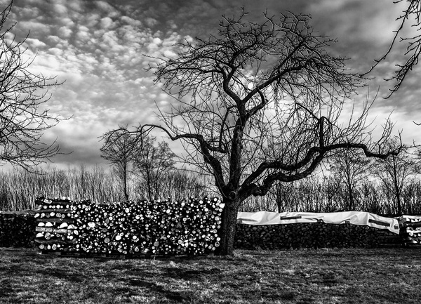 Winter trees landscape black and white picture Stock Photo