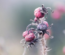 Withered roses Stock Photo