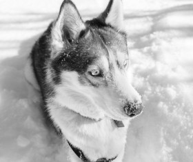 Wolf black and white photographs on the snow Stock Photo