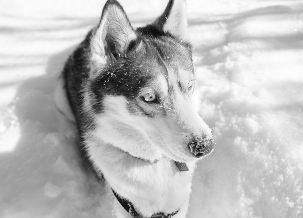Wolf black and white photographs on the snow Stock Photo