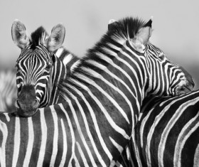 Zebra black and white photo Stock Photo