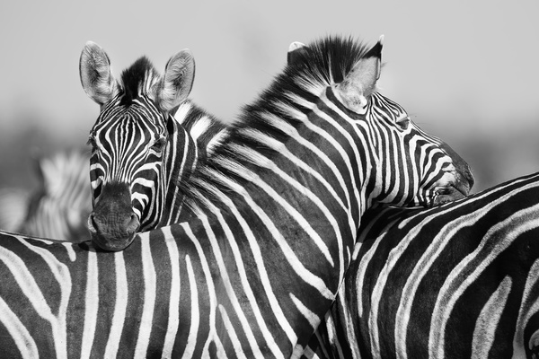 Zebra black and white photo Stock Photo