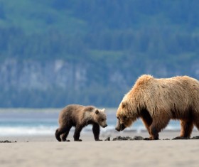 bear mother with a little bear foraging Stock Photo