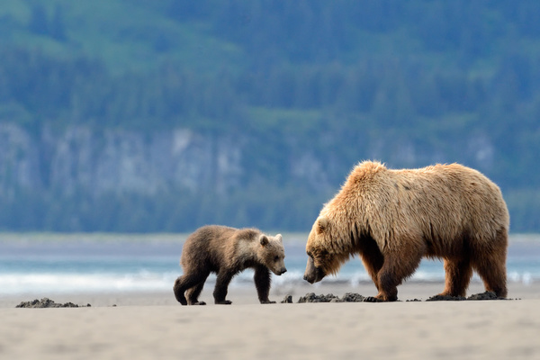 bear mother with a little bear foraging Stock Photo