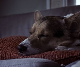 cute sleeping dog Stock Photo