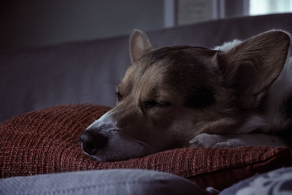 cute sleeping dog Stock Photo