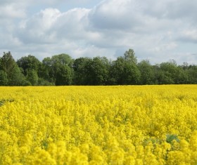 springtime canola flower field Stock Photo