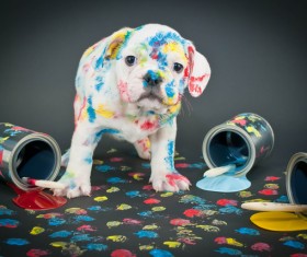 A spotted puppy Stock Photo