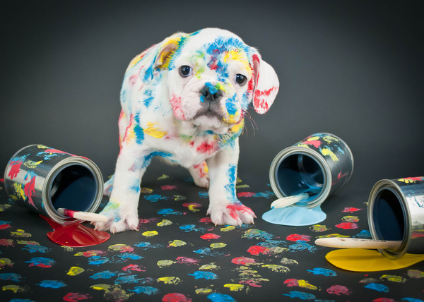 A spotted puppy Stock Photo