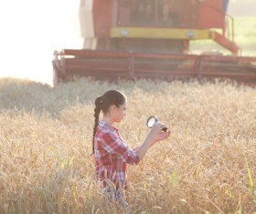 Agronomist checking the fullness of millet Stock Photo