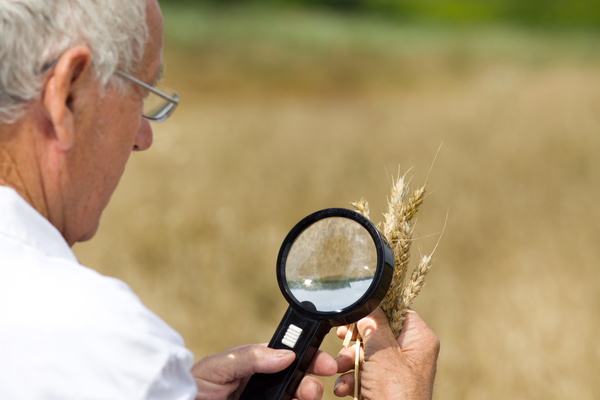 Agronomist examines wheat Stock Photo