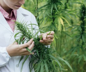 Agronomist farmer checking plants Stock Photo