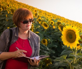 Agronomist farmer view sunflower Stock Photo