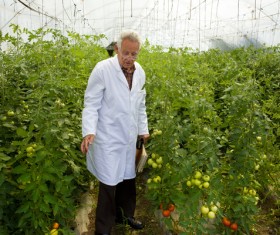Agronomist in the greenhouse Stock Photo