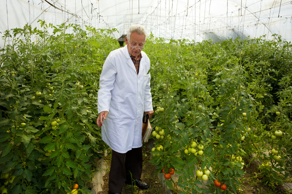 Agronomist in the greenhouse Stock Photo