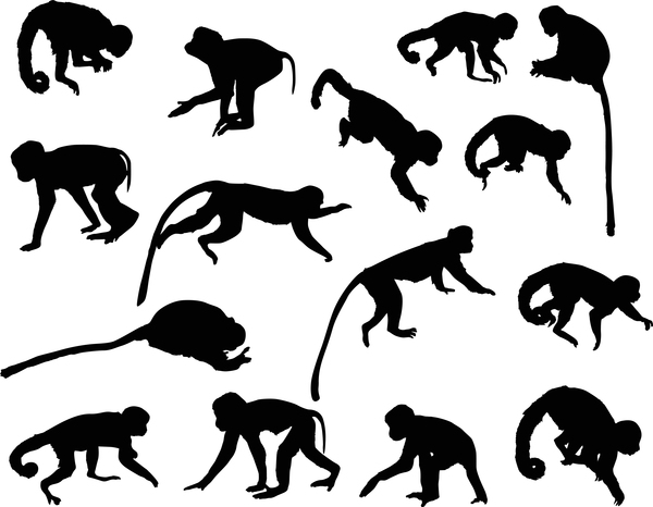 Animal monkey coll large silhouette vector