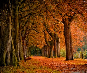 Beautiful autumn gold Stock Photo 01