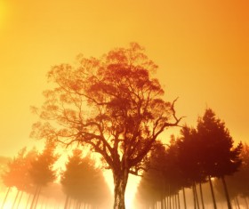 Beautiful autumn gold Stock Photo 02