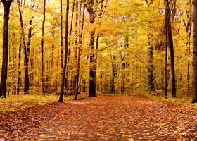Beautiful autumn gold Stock Photo 03