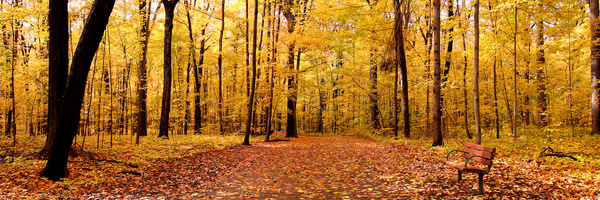 Beautiful autumn gold Stock Photo 03