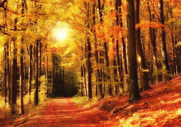 Beautiful autumn gold Stock Photo 04