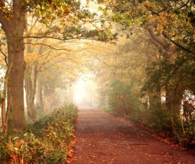 Beautiful autumn gold Stock Photo 05