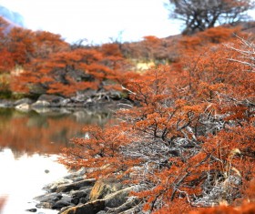 Beautiful red flowers on autumn lake Stock Photo
