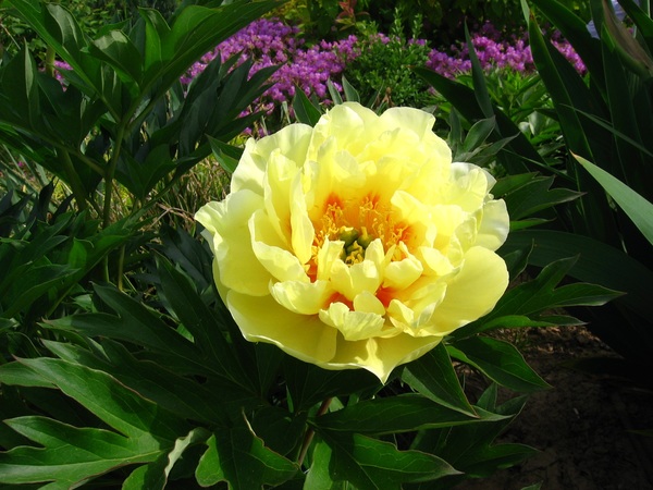 Beautiful yellow peony flower Stock Photo