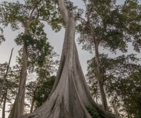 Big ancient tree Stock Photo