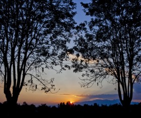 Big tree view in the sunset Stock Photo