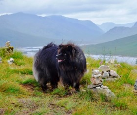 Black Scottish Shepherd Stock Photo