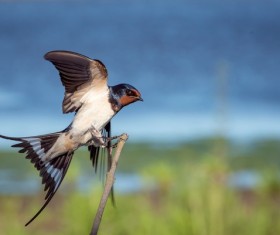 Black cute swallow Stock Photo
