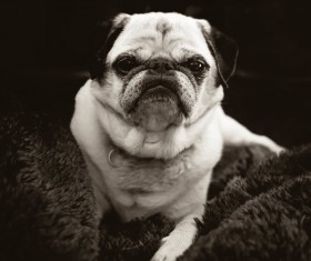 Black white picture cute small dog Stock Photo