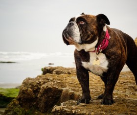 Bulldog Stock Photo 01