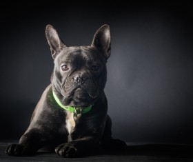 Bulldog Stock Photo 02