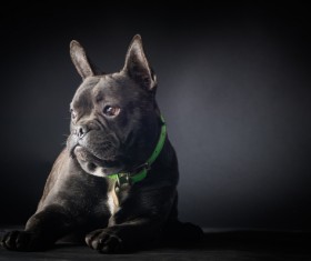 Bulldog Stock Photo 03