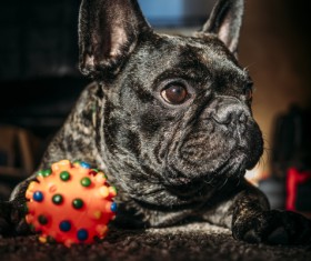 Bulldog Stock Photo 04