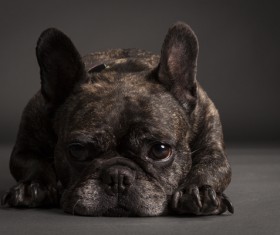 Bulldog Stock Photo 05